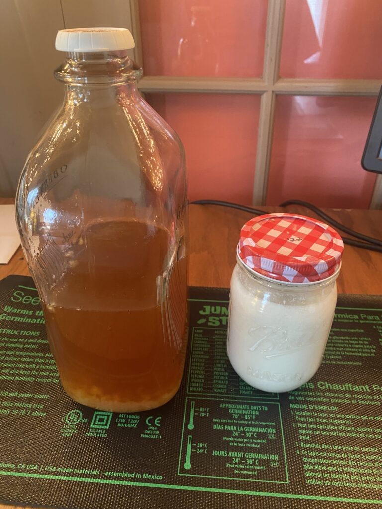 Kefir Grains First 24-Hours